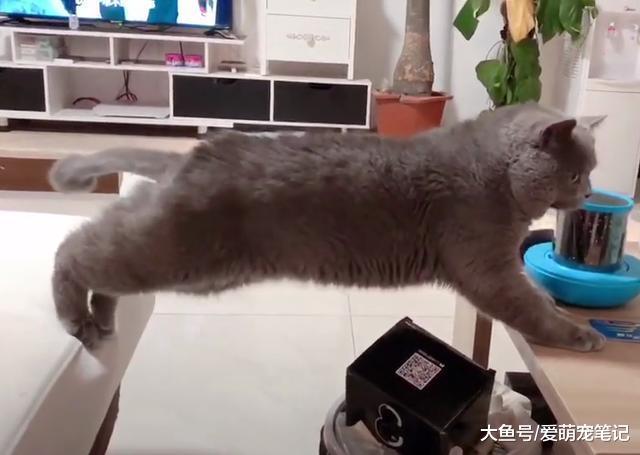 英短蓝猫卡在沙发和桌子之间进退两难, 这无处安放的小脚丫好可爱