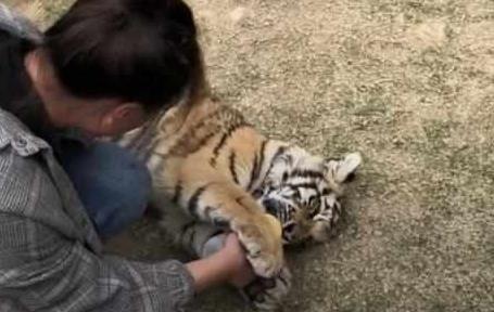 奶爸給小老虎喂奶，小老虎的表情亮了，網友：掌中萌虎