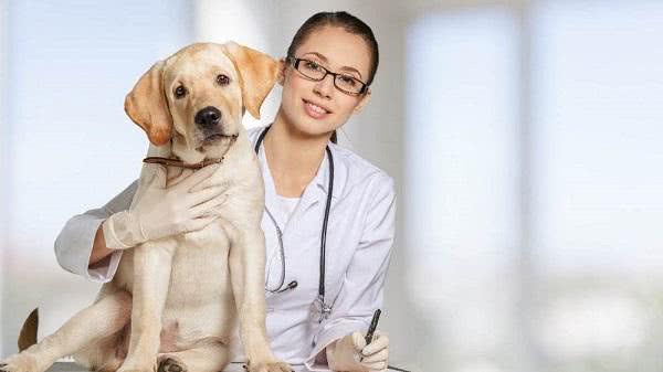 想要狗狗更長壽，做到這4點就夠了！