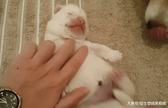 二哈剛出生3天，因像“小白熊”被抱出來玩，汪：玩夠了沒