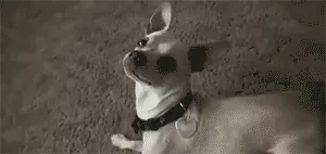 外国小哥实力演绎养狗和养猫的区别，太形象生动了