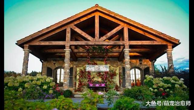 见狗狗生活环境恶劣，夫妻将收容所买下，200多只狗全运回国内！