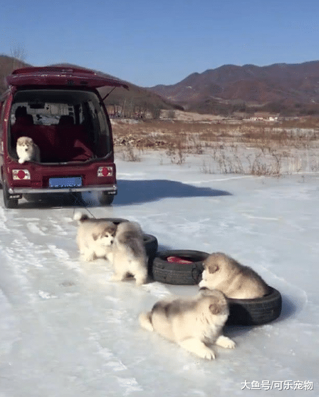 主人开车带着阿拉斯加，狗子一刻也不安分，路人：这怕不是只傻狗