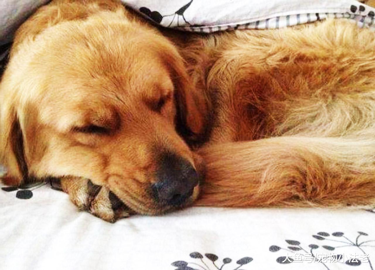检测狗狗是否真的爱你，从这5个睡觉地方，就可以轻易判断出来！