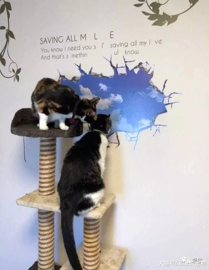 为了防止喵主子挠墙，机智的铲屎官想出了这么一个办法，笑喷～