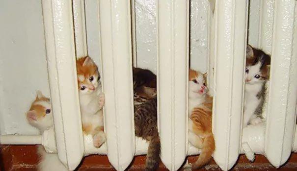 天冷了，喵星人开始寻找温暖