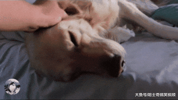 主人派金毛叫女友起床，结果好久不见人影，狗：我再睡一会