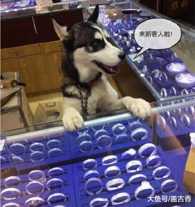 都说二哈智商不在线，网友家的二哈就很聪明，还是只会做生意的汪