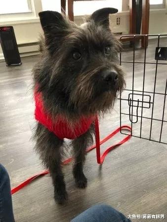 老婆批准留下那只流浪狗了，老公爆哭一场：这是最好的情人节礼物