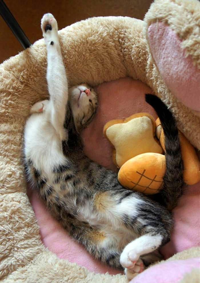 這都是什么奇葩睡姿？你知道貓咪都有哪些奇葩睡姿嗎？讓我來扒扒