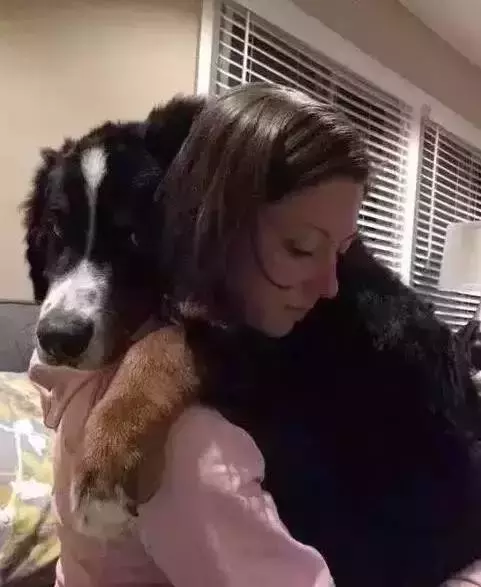 帶女朋友回家談婚事，我家金毛卻給我叼了這個出來...