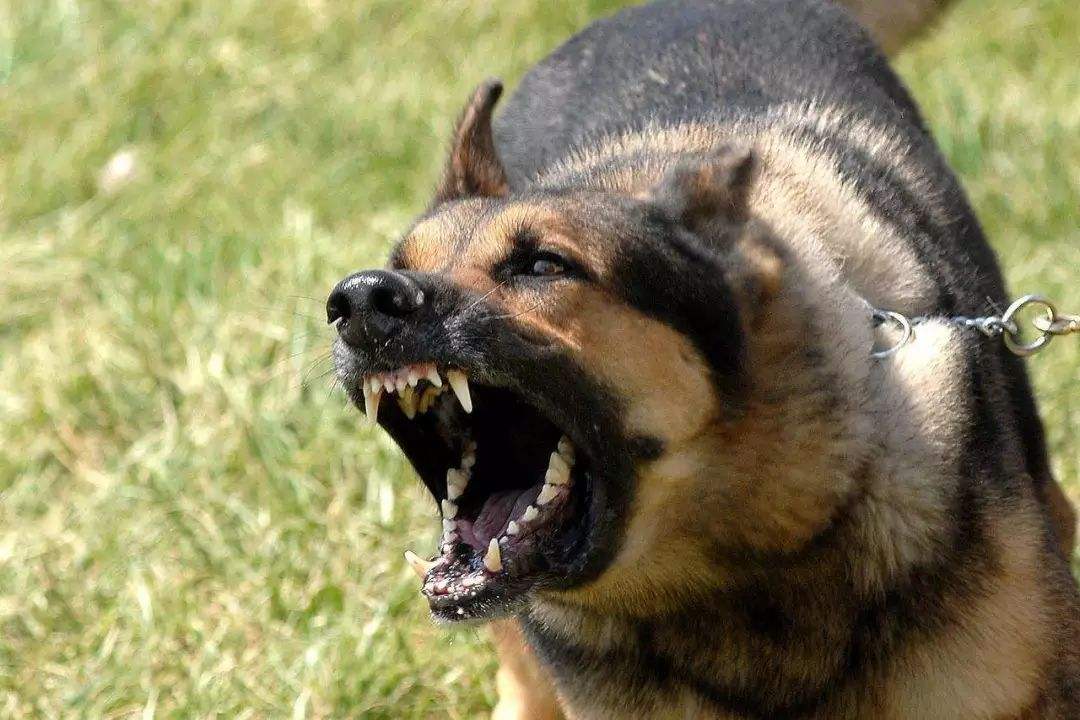 被狗咬伤狂犬病发作死亡率100%,为什么狂犬病无法治愈?