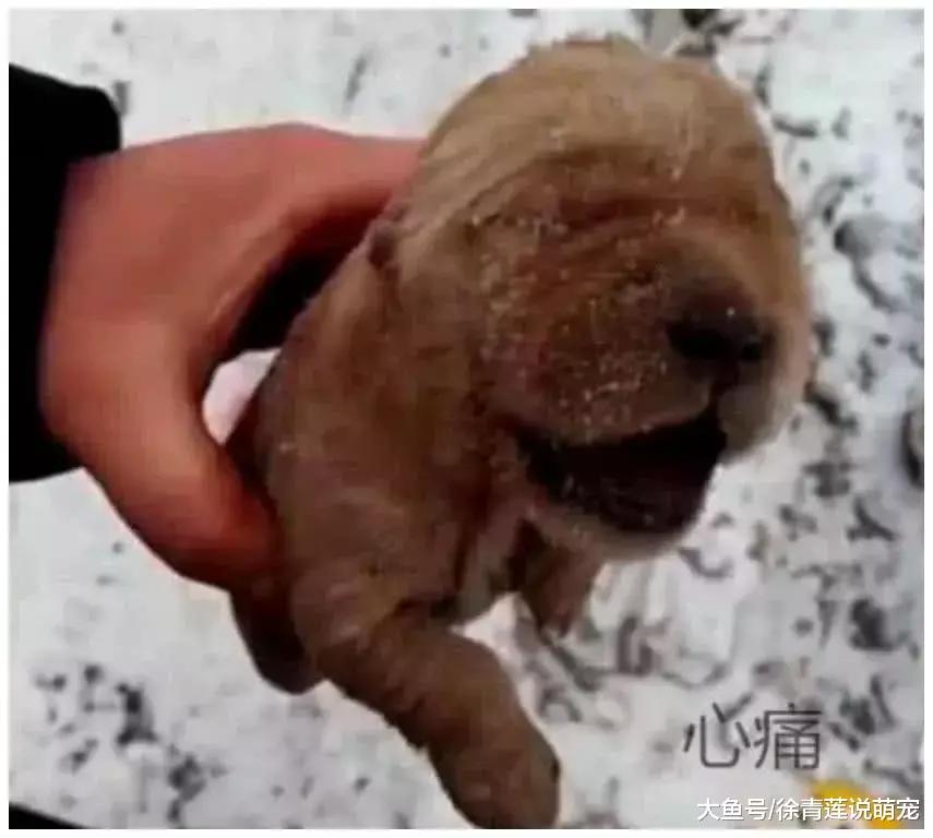 男子雪天出门抓兔子，被“石头”绊了一跤，低头一看让他心疼不已