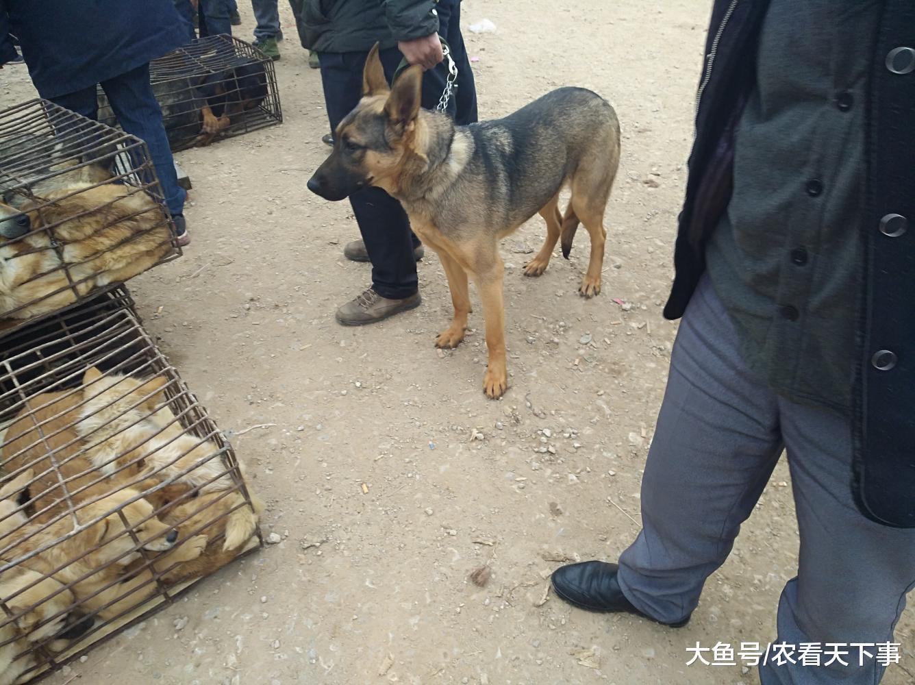 男子将昆明犬当肉狗卖商贩称300元收, 饲主愤然表示不卖了!