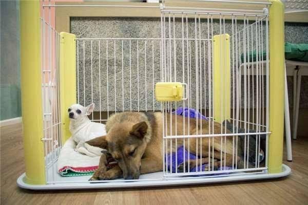 狗狗回笼睡觉关笼子有好处，学会4项主要训练是必不可少的。