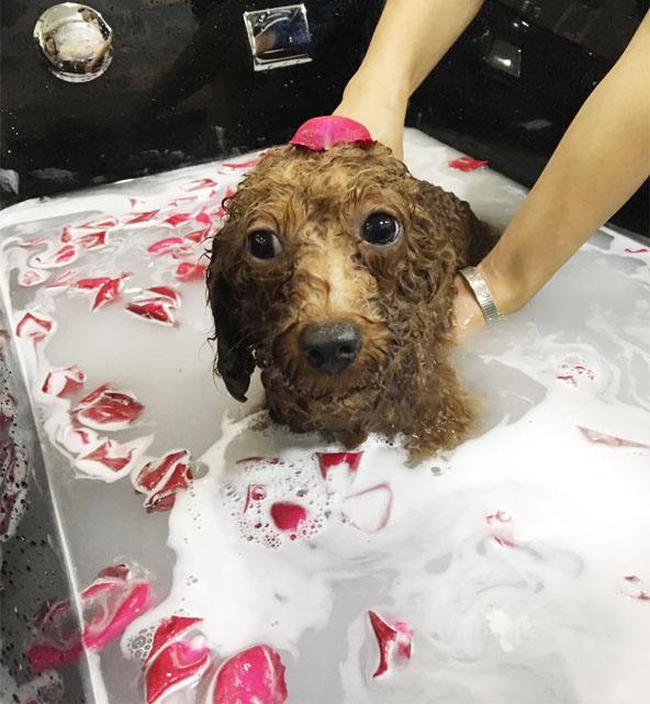 人不如狗系列—宠物美容SPA