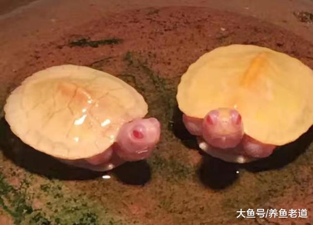 这些白化、黄化的观赏鱼，很多都是超级可爱，有的价格也很可爱