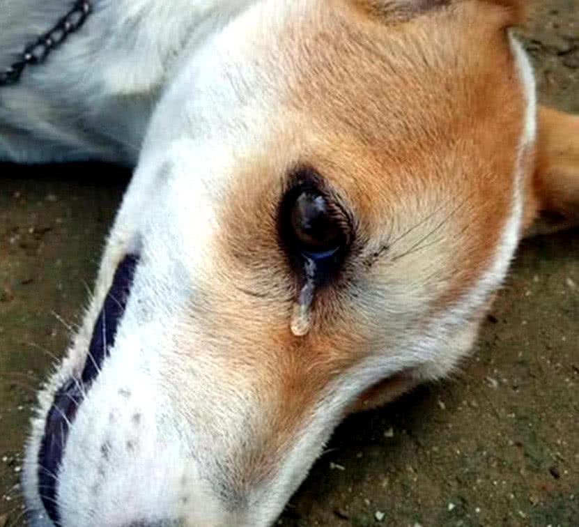 男子外出留狗狗看家，回來時見狗狗倒地不起，一查原因憤怒不已