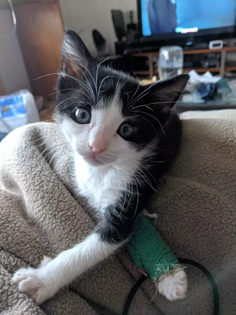 不想被截肢，4周大的小奶猫靠信念让骨折痊愈！