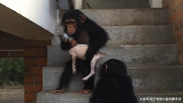 猩猩养大了一只受伤的流浪狗，一年后，这个头差别也太大了