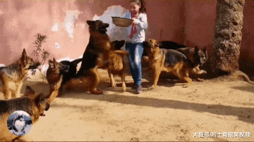 妹子养了9只德牧，吃饭时被团团围住，还有小偷敢进来吗？