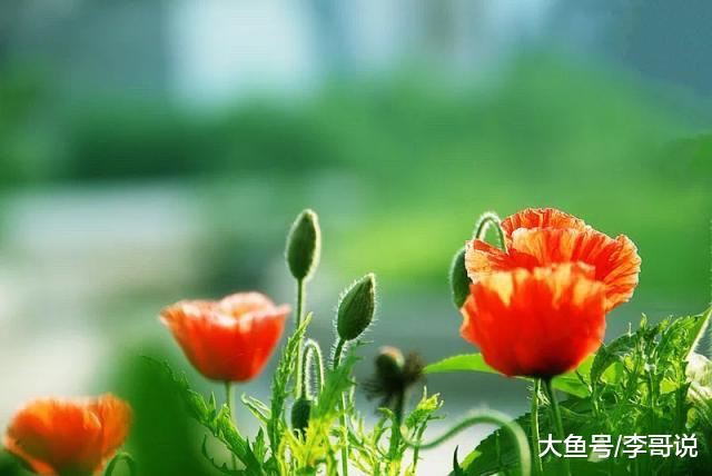 人过50以后，最好的活法！