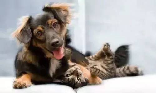 波奇网, 从兽医到独角兽创始人，服务1200万铲屎官