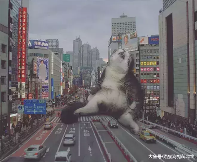 假如巨猫占领城市