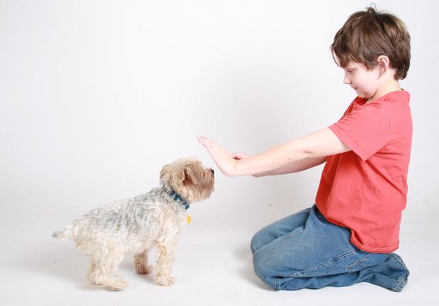 为什么建议用手势跟狗狗沟通？和口令相比，手势训狗有什么好处？