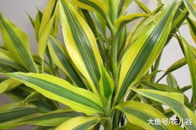 金边富贵竹叶子变绿色的原因以及解决方法