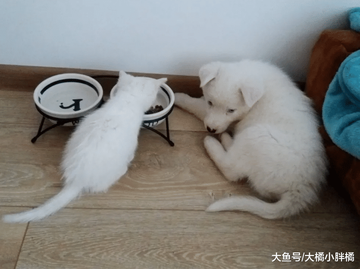 主人搬家时将小猫遗弃，2月后在家里认识了新伙伴，彼此成为挚友