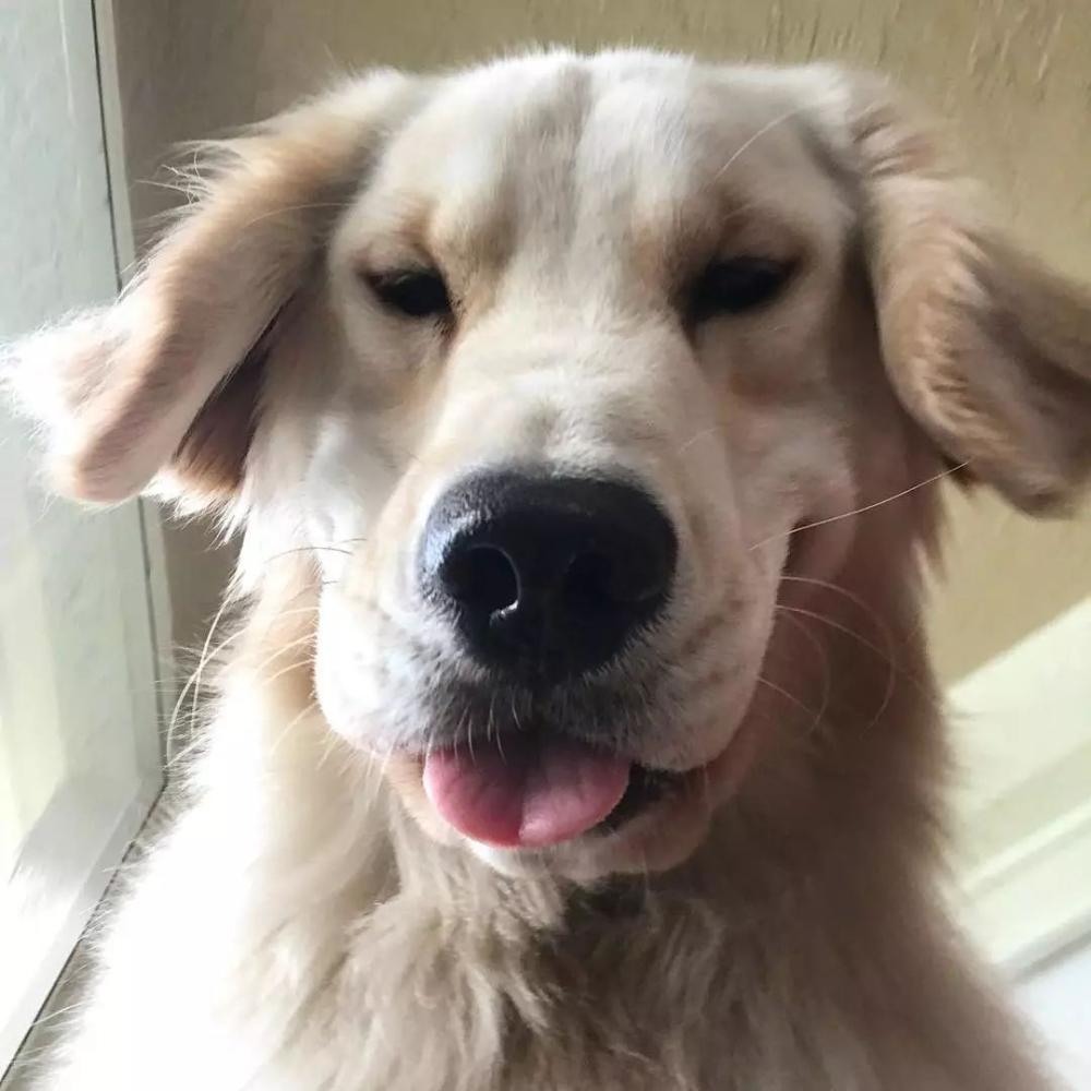 狗子自从不小心打开了前置摄像头, 便一发不可收拾...