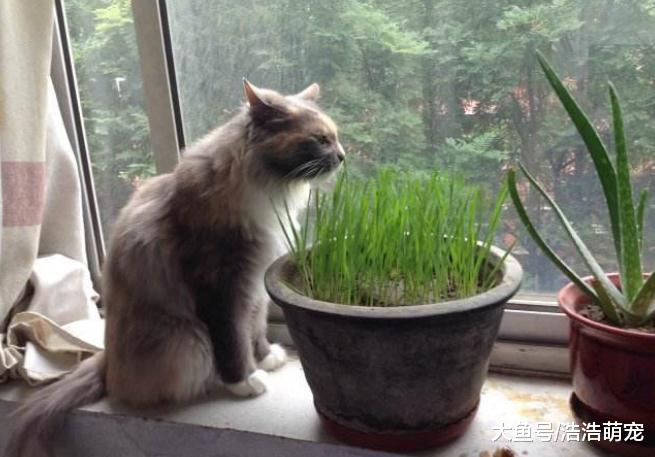 怎样才能把猫咪养好？铲屎官说出四条经验，都很实用！