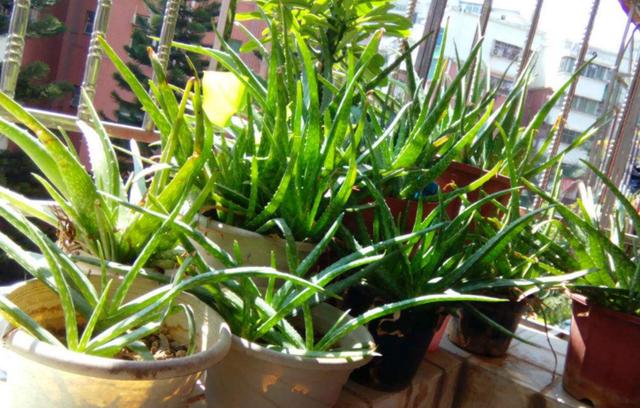 这5种植物是天然空气净化器，把它养在家里，家人起码多长寿几年