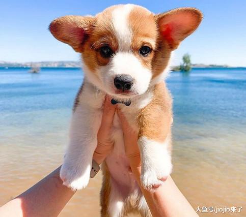 八种狗狗拥有的神奇“超能力”，大部分铲屎官都不知道