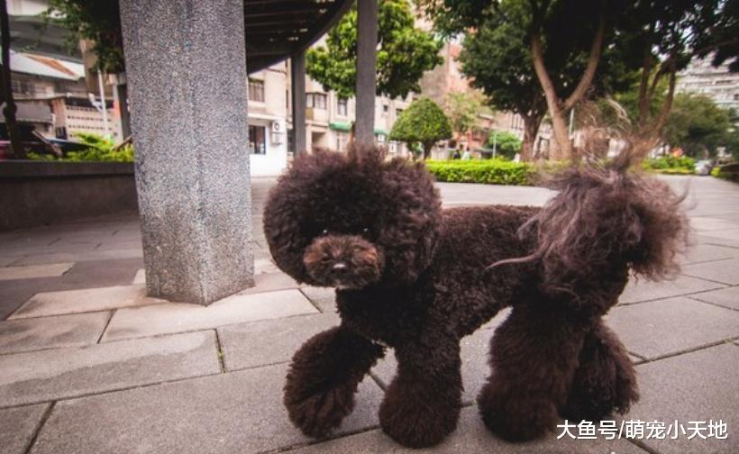 奶汪遭親媽啃咬腋下插管喂食30天救活，3年后長成巨大麥克風模樣