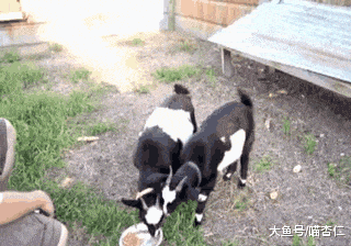 网友刚回到老家，就看到三只猫咪为他转身，喵：又回来抢粮了……