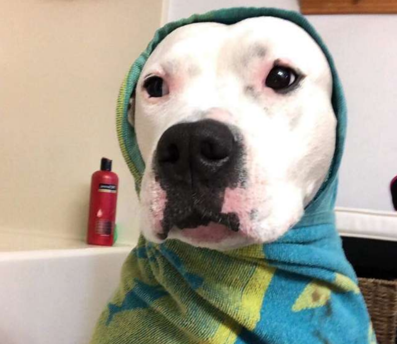 宠主遭遇车祸，爱犬成功逃出，可爱犬接下来的行为令宠主很感动