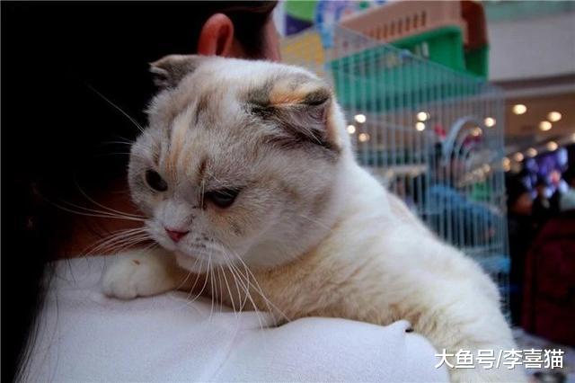 宠物店购猫存有风险，欲挑选健康小猫，三点细节把控不可少