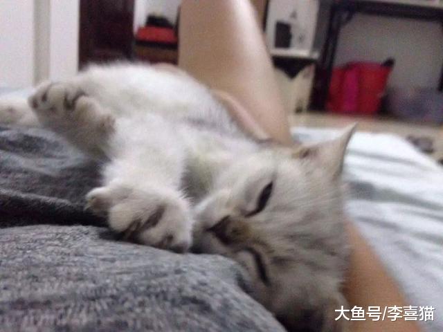 猫咪粘人更受三点因素影响，铲屎官从小养大并不能决定小猫性格