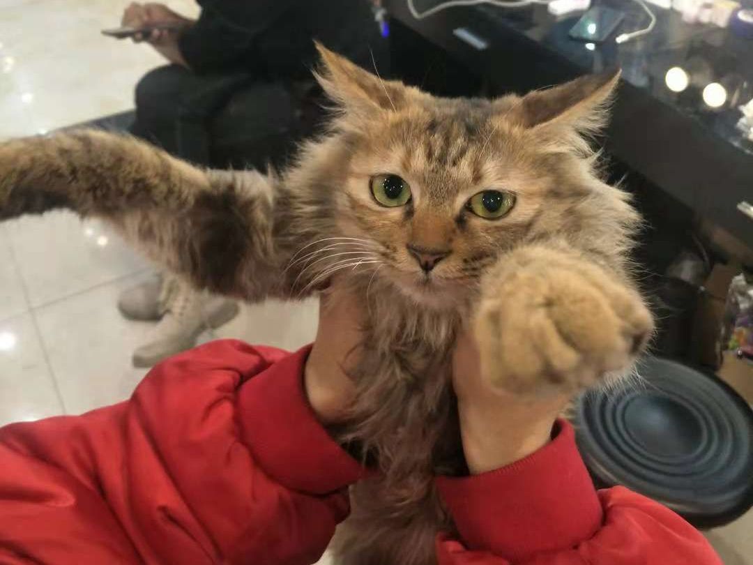 我喜欢你，那个叫二条的猫，下次我带着小鱼干去见你