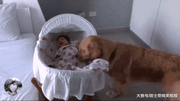 女主人生了宝宝，告诉金毛有“妹妹”了，结果把它当宝一样