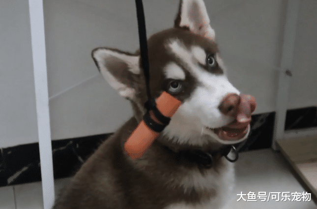 主人拿火腿肠逗哈士奇，就是不让它吃，二哈：看得到吃不到真难受