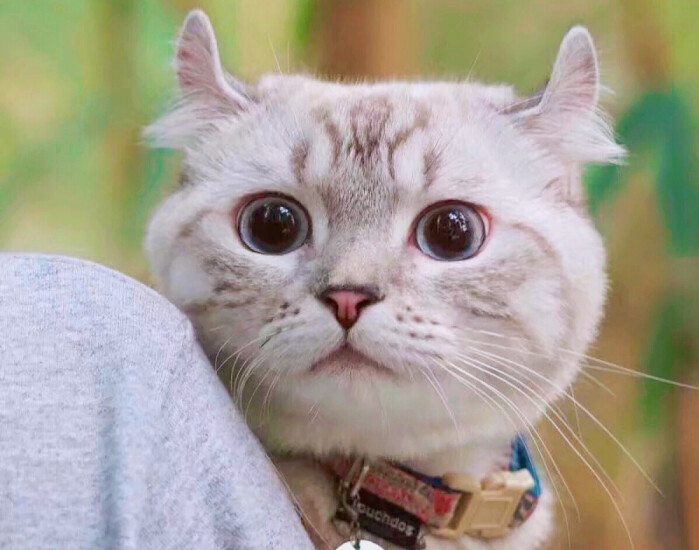 原来美国最爱的宠物是“猫咪”