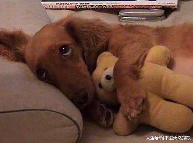 狗狗的这5种行为，虽然看似在捣乱，其实它是想你了