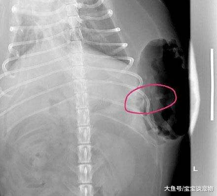 空有一颗学霸的心，奈何是条狗