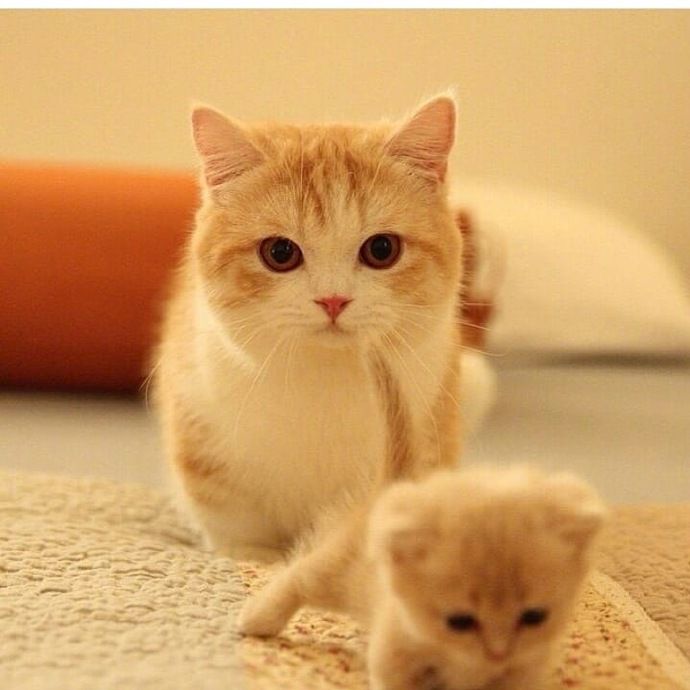 崽，这些年你经历了什么？