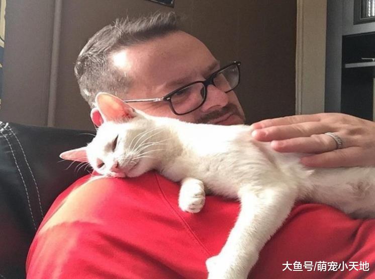 只是随手喂猫，这天开门竟全家都来了！猫妈：这个人会养我们