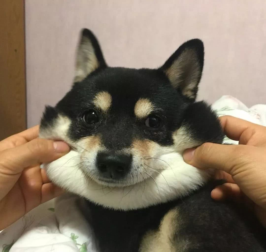 这只黑柴因为舌头长歪了，而萌化了全网，这小舌头也太抢镜了吧！