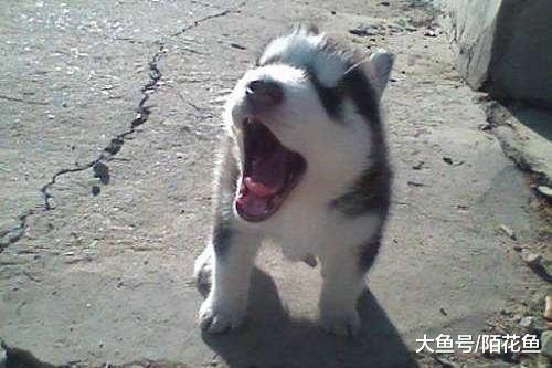 女儿爱玩手机，父亲训练狗子监督女儿写作业 狗子为这个家操碎了心